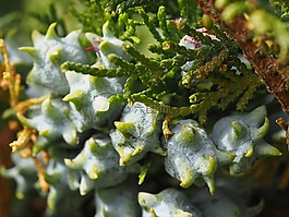 對沖,開花,種子