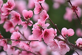 春天,樹,開花