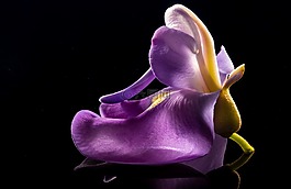 開(kāi)花,花,野花