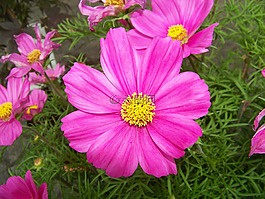 花,粉紅色的花,廠(chǎng)