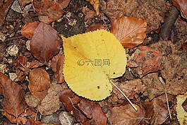 秋天,葉子,秋天的葉子