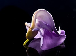 開(kāi)花,花,野花