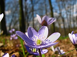 花,開(kāi)花,顏色