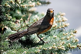 知更鳥(niǎo),鳥(niǎo),野生動(dòng)物