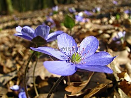 花,開花,顏色