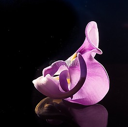 開(kāi)花,花,野花