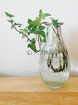 花瓶,大自然,植物