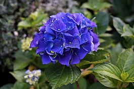 繡球,八仙花,開(kāi)花