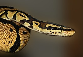 蛇,球 python,python 麗君