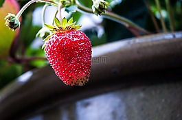 草莓,花園,植物