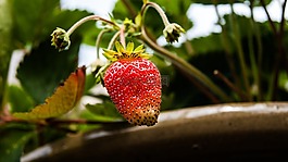 草莓,花園,植物