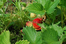 草莓,漿果,水果