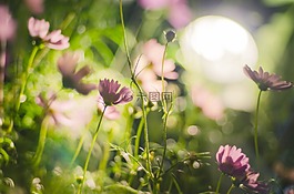 宇宙,鮮花,自然