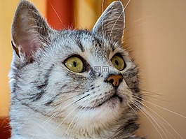 貓,動物,寵物