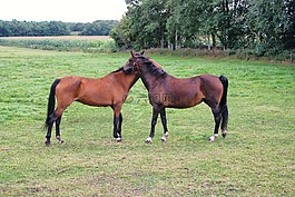 馬,動物,馬頭