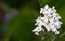潔白的花朵,自然,植物區(qū)系