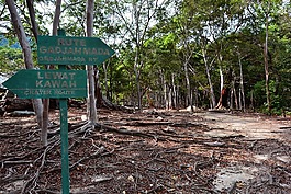 jaboi,隐藏,异国情调