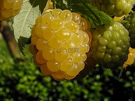 樹莓,黃色,甜