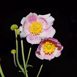 花,鮮花,關(guān)閉