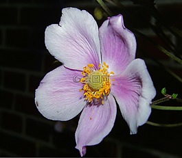 花,開花,關(guān)閉