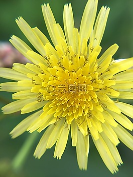 特寫(xiě),花,黃色