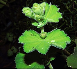 廠,綠色,植物群
