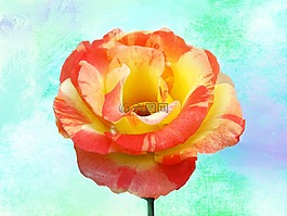 雜色玫瑰,花的,自然