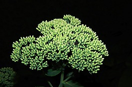 廠,鮮花,關(guān)閉