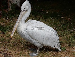 佩利坎,鳥類,海鳥類