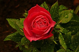 玫瑰,紅玫瑰,開花