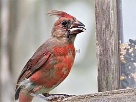 鳥,野生動物,自然