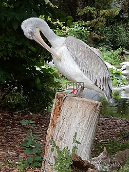 鵜鶘,鳥類,性質(zhì)