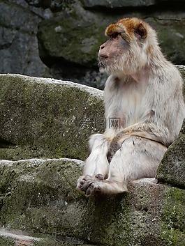 猴子,動物園,手表