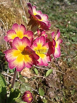 黃花九輪草,紫,黃色