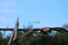鷹,飛行,鳥