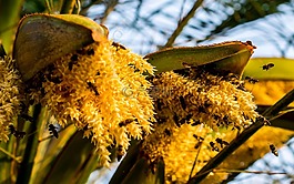 棕榈花,蜜蜂,收集蜂蜜