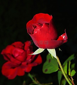 玫瑰,紅色,開花