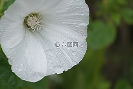花,旋花,雨滴