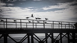 橋,海洋,海