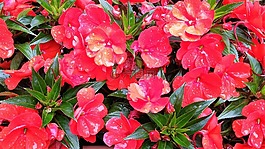 鲜花,balkonblumen,开花