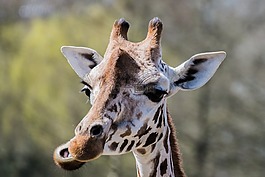 長(zhǎng)頸鹿,動(dòng)物園,吃