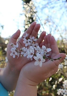 鮮花,櫻桃,handschild