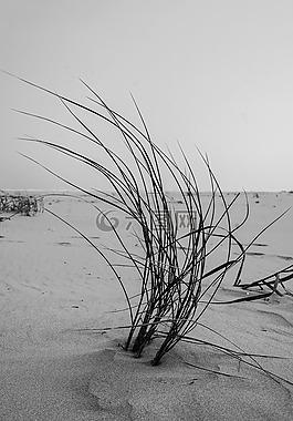 草,海灘,北海