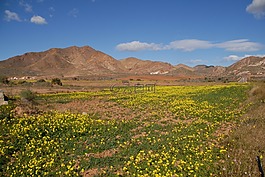 草地,夏季,云