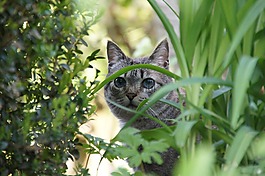 宿醉,動物,花園
