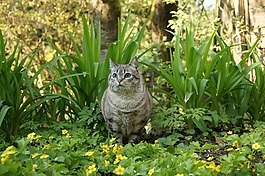 宿醉,貓,動物