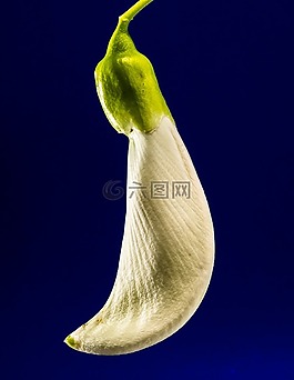 田菁荷花,開花,白