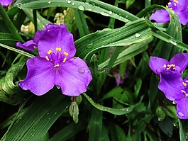 紫色,花,紫色花
