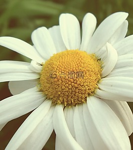 花,magarite,雛菊
