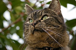 宿醉,欧洲短毛,猫